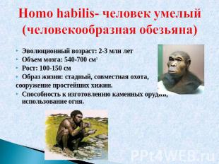 Homo habilis- человек умелый (человекообразная обезьяна) Эволюционный возраст: 2
