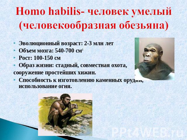 Homo habilis- человек умелый (человекообразная обезьяна) Эволюционный возраст: 2-3 млн летОбъем мозга: 540-700 см3Рост: 100-150 смОбраз жизни: стадный, совместная охота,сооружение простейших хижин.Способность к изготовлению каменных орудий, использо…