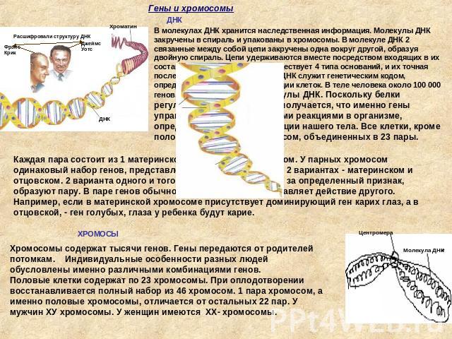 В молекулах ДНК хранится наследственная информация. Молекулы ДНК закручены в спираль и упакованы в хромосомы. В молекуле ДНК 2 связанные между собой цепи закручены одна вокруг другой, образуя двойную спираль. Цепи удерживаются вместе посредством вхо…