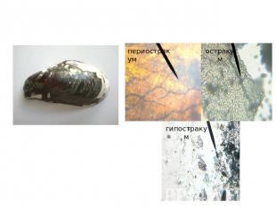 Исследование особенностей строения раковины моллюска, на примере мидии ГрэяРаков
