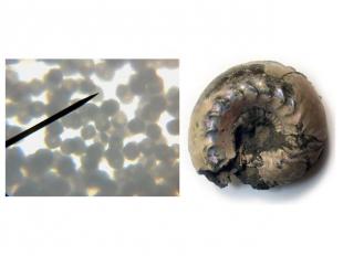 Участок яйца ахатины под микроскопом; увеличение в 200 раз(фотография сделана ав