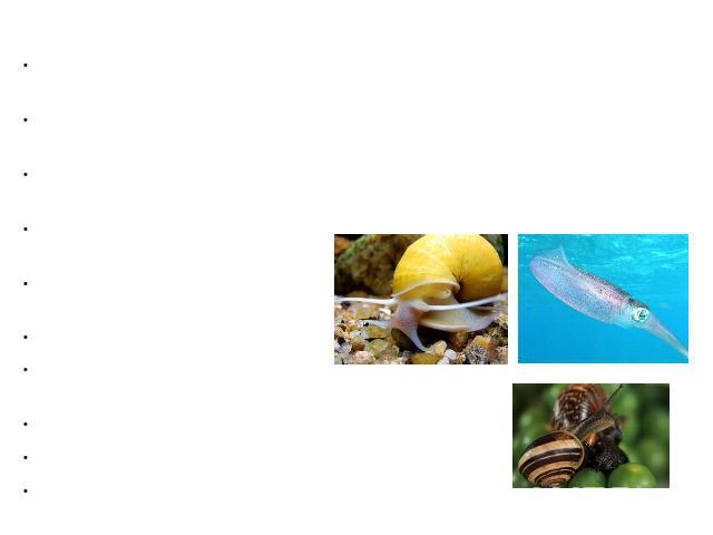 Цели работы: Систематизировать собранную теоретическую информацию о моллюсках. Изучить особенности содержания моллюсков в неволе, на примере ахатин. Исследовать строение раковины моллюска, на примере мидии Грэя. Определить систематическое положение …