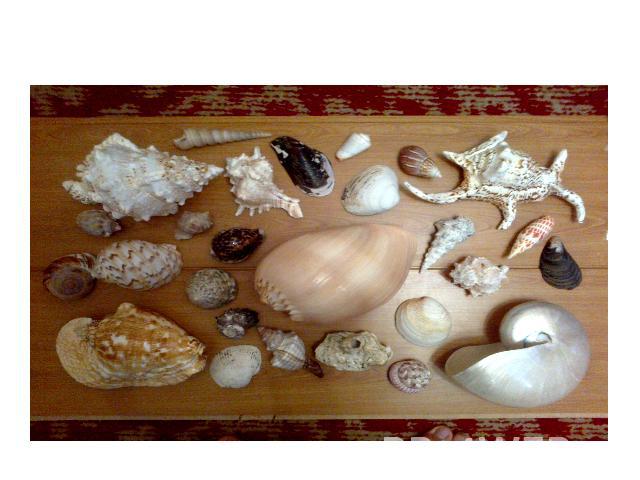 Коллекция раковин моллюсков, собранная автором работы