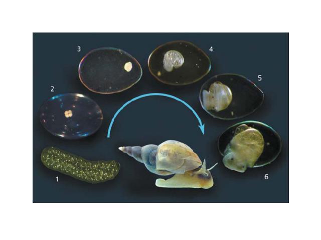 Онтогенез и филогенез моллюсковЖизненный цикл большого прудовика. Взрослое животное откладывает кокон с оплодотворёнными яйцами (1). Внутри яйца зародыш проходит те же стадии развития, что и свободноплавающие личинки моллюсков: дробление (2), образо…