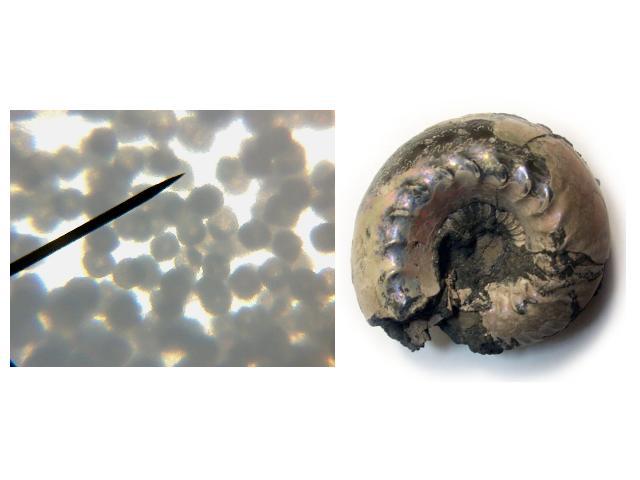 Участок яйца ахатины под микроскопом; увеличение в 200 раз(фотография сделана автором работы)Ископаемый экземпляр – предок современных моллюсков