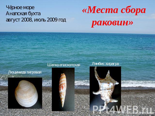 Чёрное море Анапская бухтаавгуст 2008, июль 2009 год«Места сборараковин»
