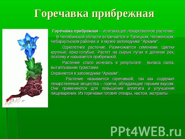 Горечавка прибрежная – исчезающее лекарственное растение. В Челябинской области встречается в Троицком, Чесменском, Чебаркульском районах и в музее-заповеднике 