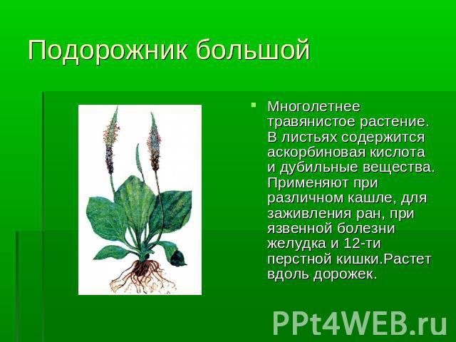 Многолетнее травянистое растение. В листьях содержится аскорбиновая кислота и дубильные вещества. Применяют при различном кашле, для заживления ран, при язвенной болезни желудка и 12-ти перстной кишки.Растет вдоль дорожек.