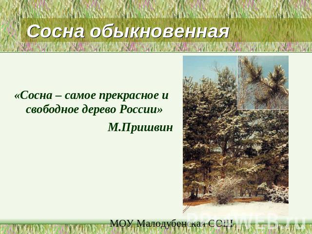Сосна обыкновенная«Сосна – самое прекрасное и свободное дерево России» М.Пришвин