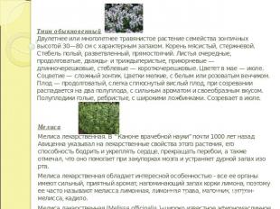 Тмин обыкновенныйДвулетнее или многолетнее травянистое растение семейства зонтич