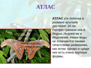 АТЛАСАТЛАС эта бабочка в размахе крыльев достигает 24 см. Распространена она в И