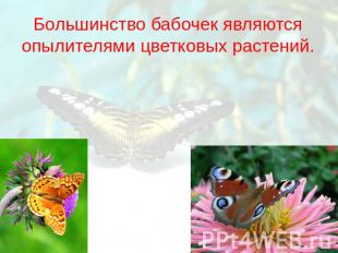 Большинство бабочек являются опылителями цветковых растений.Большинство бабочек