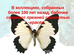 В коллекциях, собранных более 100 лет назад, бабочки сверкают прежней свежестью