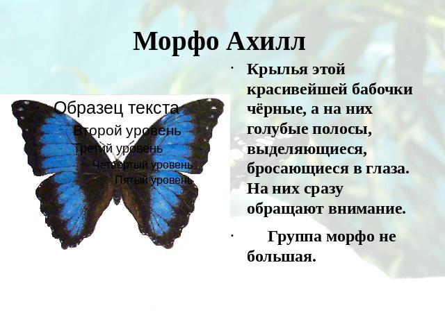 Морфо Ахилл Крылья этой красивейшей бабочки чёрные, а на них голубые полосы, выделяющиеся, бросающиеся в глаза. На них сразу обращают внимание. Группа морфо не большая.