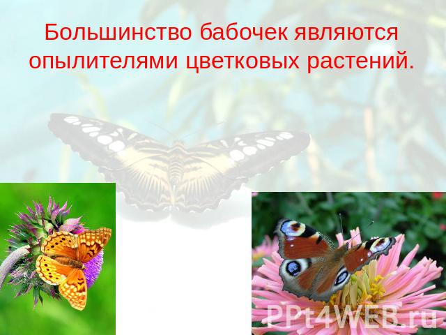 Большинство бабочек являются опылителями цветковых растений.Большинство бабочек являются опылителями цветковых растений.