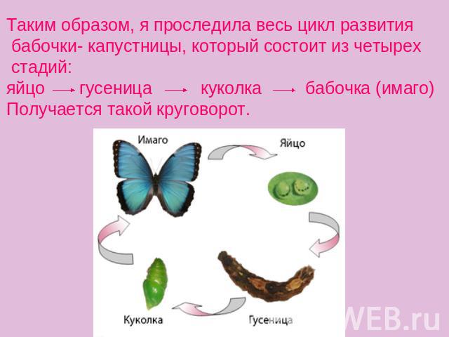 Таким образом, я проследила весь цикл развития бабочки- капустницы, который состоит из четырех стадий:яйцо гусеница куколка бабочка (имаго)Получается такой круговорот.