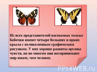 Из всех представителей насекомых только бабочки имеют четыре больших и ярких кры
