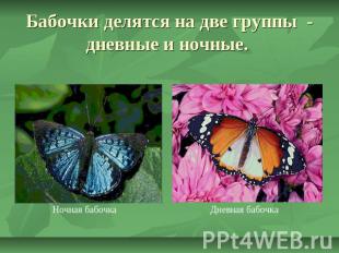 Бабочки делятся на две группы - дневные и ночные.