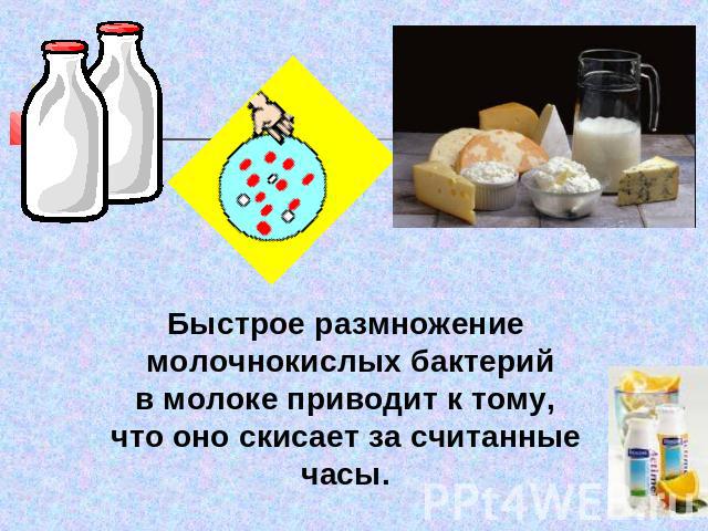 Быстрое размножение молочнокислых бактерий в молоке приводит к тому, что оно скисает за считанные часы.