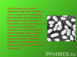 Spirochaeta americana - удивительный микроорганизм, он не нуждается в кислороде.