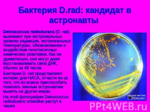 Бактерия D.rad: кандидат в астронавты Deinococcus radiodurans (D. rad) выживают