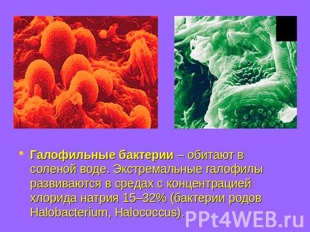 Галофильные бактерии – обитают в соленой воде. Экстремальные галофилы развиваются в средах с концентрацией хлорида натрия 15–32% (бактерии родов Halobacterium, Halococcus).