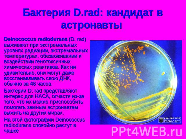 Бактерия D.rad: кандидат в астронавты Deinococcus radiodurans (D. rad) выживают при экстремальных уровнях радиации, экстремальных температурах, обезвоживании и воздействии генотоксичных химических реактивов. Как ни удивительно, они могут даже восста…