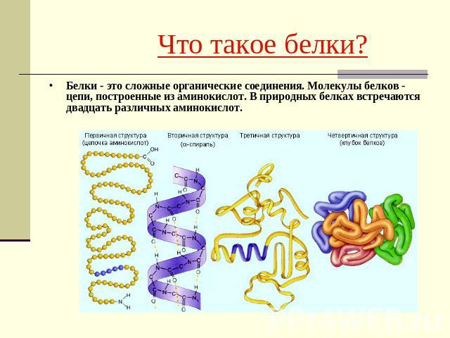Что такое белки?Белки - это сложные органические соединения. Молекулы белков - цепи, построенные из аминокислот. В природных белках встречаются двадцать различных аминокислот.