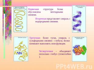 Первичная структура белка обусловлена пептидными связями.Вторичная представляет