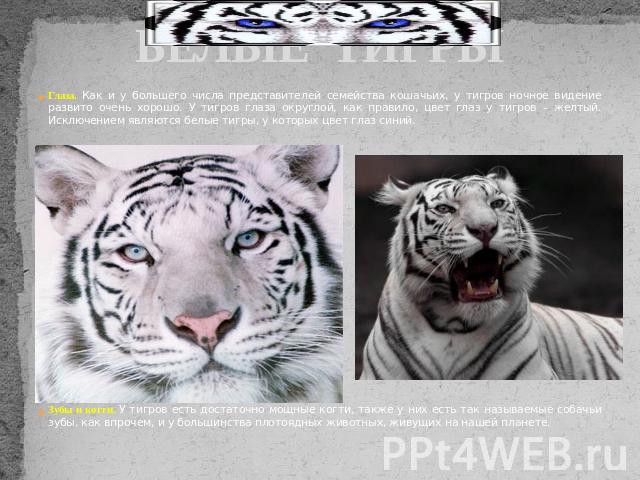 БЕЛЫЕ ТИГРЫГлаза. Как и у большего числа представителей семейства кошачьих, у тигров ночное видение развито очень хорошо. У тигров глаза округлой, как правило, цвет глаз у тигров – желтый. Исключением являются белые тигры, у которых цвет глаз синий.…
