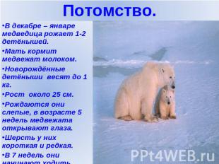 В декабре – январе медведица рожает 1-2 детёнышей.Мать кормит медвежат молоком.Н