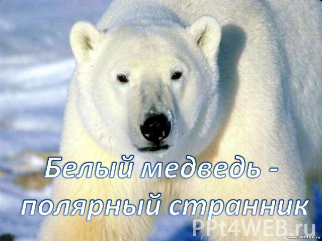 Белый медведь - полярный странник