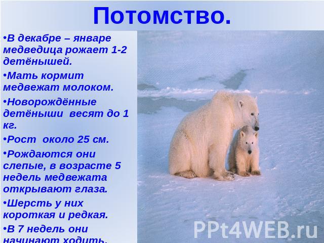 В декабре – январе медведица рожает 1-2 детёнышей.Мать кормит медвежат молоком.Новорождённые детёныши весят до 1 кг.Рост около 25 см.Рождаются они слепые, в возрасте 5 недель медвежата открывают глаза.Шерсть у них короткая и редкая.В 7 недель они на…
