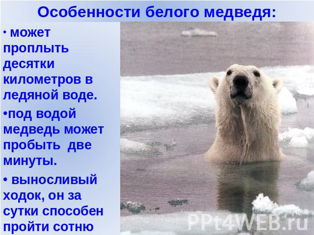 может проплыть десятки километров в ледяной воде.под водой медведь может пробыть две минуты. выносливый ходок, он за сутки способен пройти сотню километров.