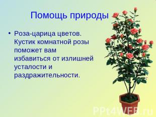 Помощь природы Роза-царица цветов. Кустик комнатной розы поможет вам избавиться