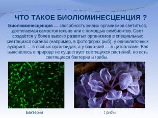 Биолюминесценция — способность живых организмов светиться, достигаемая самостоят