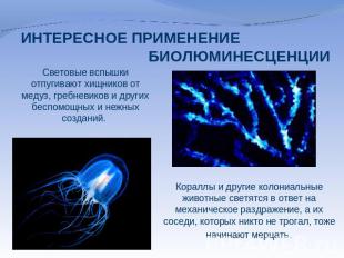Световые вспышки отпугивают хищников от медуз, гребневиков и других беспомощных