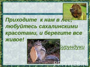 Приходите к нам в лес, любуйтесь сахалинскими красотами, и берегите все живое!