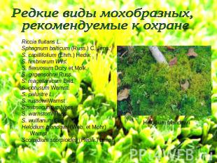 Редкие виды мохобразных, рекомендуемые к охранеRiccia fluitans L.Sphagnum baltic