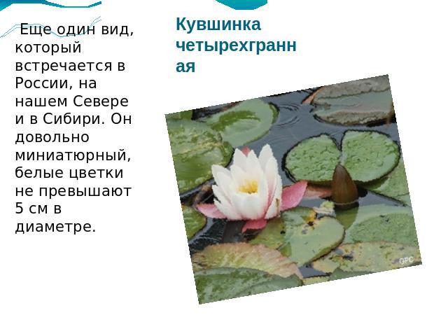 Еще один вид, который встречается в России, на нашем Севере и в Сибири. Он довольно миниатюрный, белые цветки не превышают 5 см в диаметре. 
