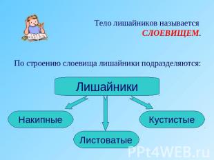 Тело лишайников называется СЛОЕВИЩЕМ.По строению слоевища лишайники подразделяют