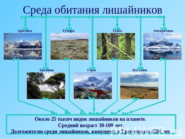 Среда обитания лишайниковОколо 25 тысяч видов лишайников на планете. Средний возраст 30-100 лет.Долгожителю среди лишайников, живущему в Гренландии 4500 лет.