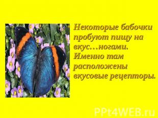 Некоторые бабочки пробуют пищу на вкус…ногами. Именно там расположены вкусовые р