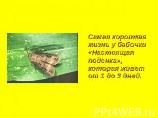 Самая короткая жизнь у бабочки «Настоящая поденка», которая живет от 1 до 3 дней
