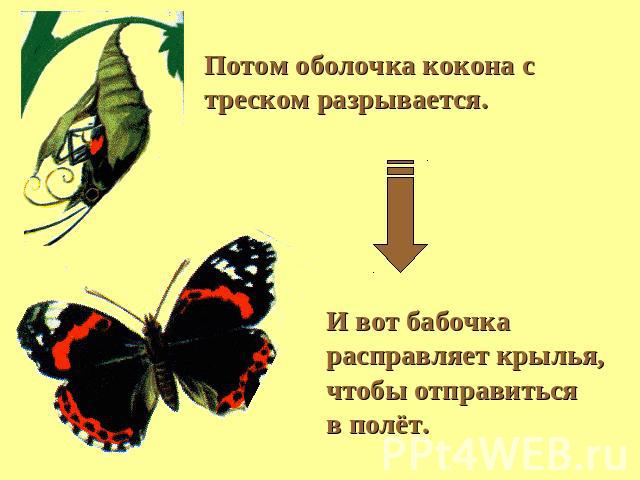 Потом оболочка кокона с треском разрывается.И вот бабочка расправляет крылья,чтобы отправитьсяв полёт.