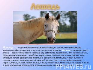 Лошадь  — вид непарнокопытных млекопитающих, одомашненный и широко использующийс