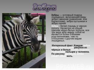 Зебры — условный подрод лошадиных, включающий виды зебра саванная (равнинная, ил