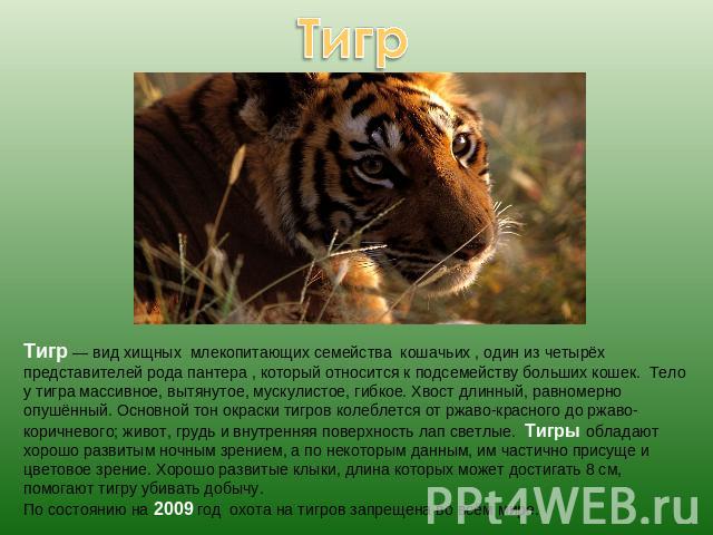 Тигр — вид хищных млекопитающих семейства кошачьих , один из четырёх представителей рода пантера , который относится к подсемейству больших кошек. Тело у тигра массивное, вытянутое, мускулистое, гибкое. Хвост длинный, равномерно опушённый. Основной …