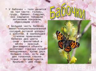 У бабочек — тело делится на три части: голову, грудь, брюшко. Снаружи, оно защищ