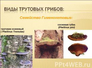 Виды трутовых грибов:Cемейство Гименохетовые:трутовик осиновый ( Phellinus Tremu